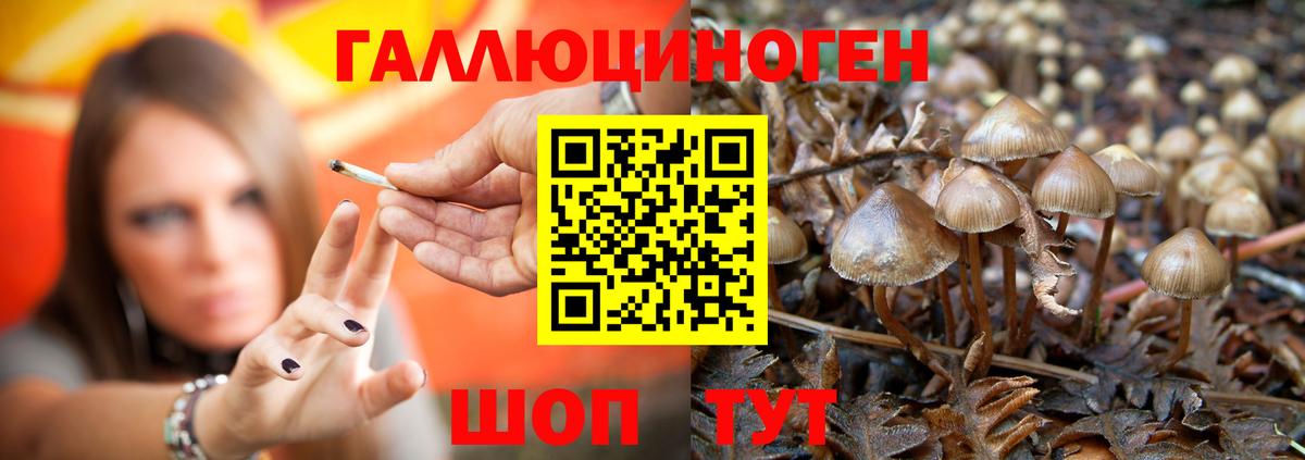 Галлюциногенные грибы Psilocybine cubensis  купить наркотики цена  Нарткала  Вход с VPN 